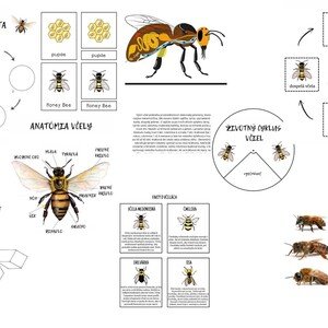 Včela 🐝