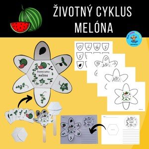Životný cyklus melóna