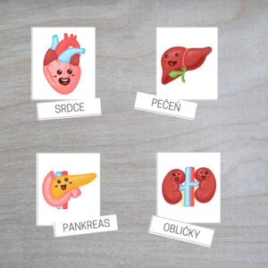  VNÚTORNÉ ORGÁNY tela – 3-zložkové kartičky