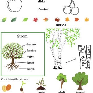 Stromy a ovocné stromy - pracovný list